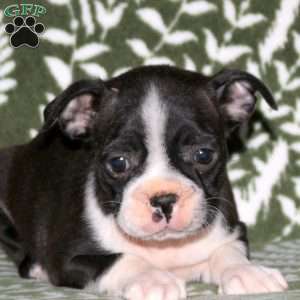 Della, Boston Terrier Puppy