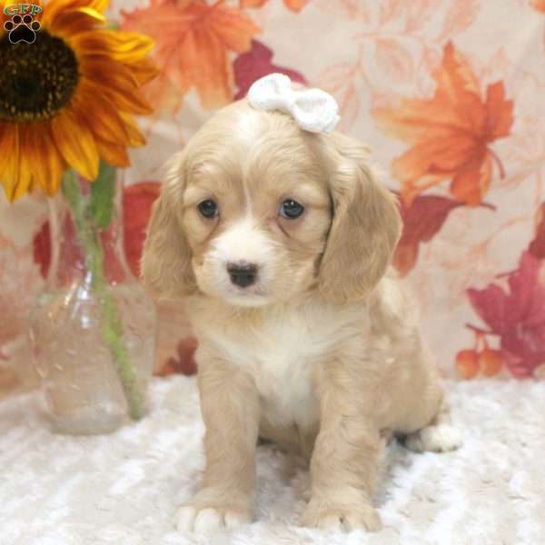 Demi, Cavalier King Charles Mix Puppy