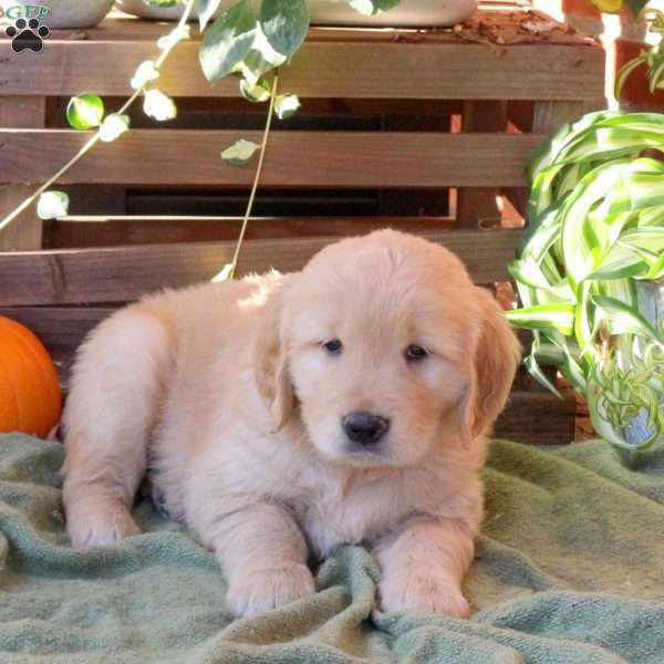 Dennis, Golden Retriever Puppy
