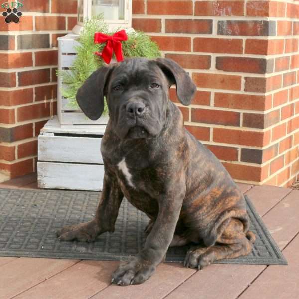 Denny, Cane Corso Puppy