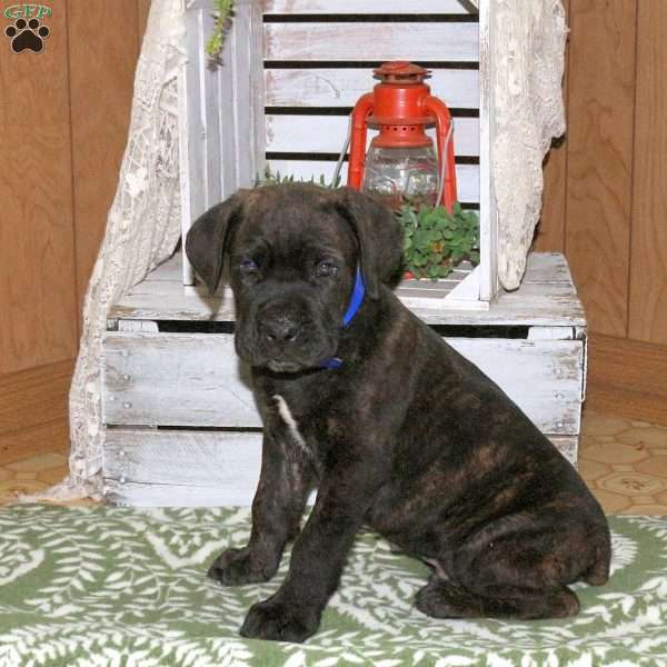 Denny, Cane Corso Puppy