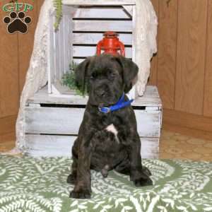 Denny, Cane Corso Puppy