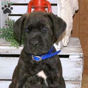 Denny, Cane Corso Puppy