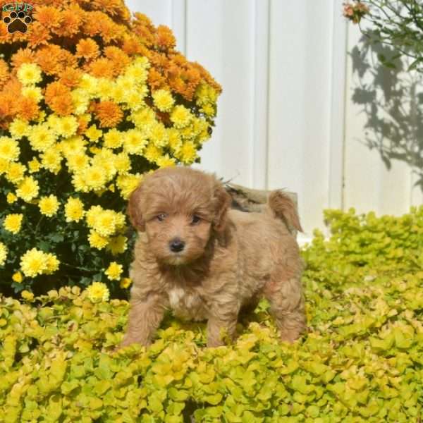 Derek, Havapoo Puppy