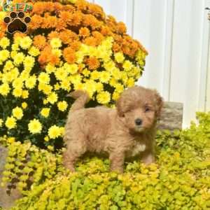 Derek, Havapoo Puppy