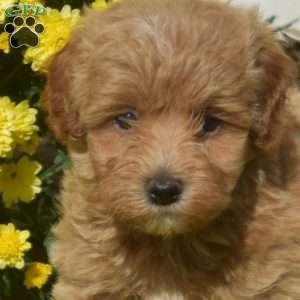 Derek, Havapoo Puppy