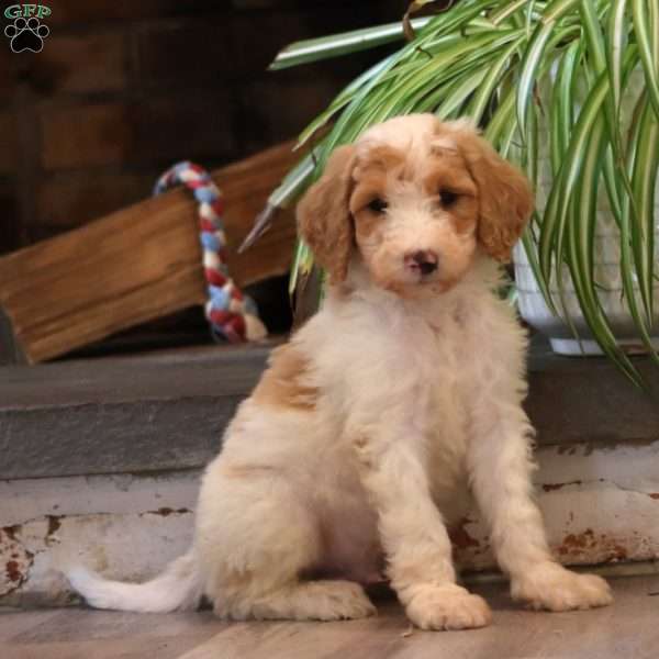 Derek, Goldendoodle Puppy