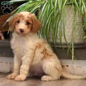 Derek, Goldendoodle Puppy