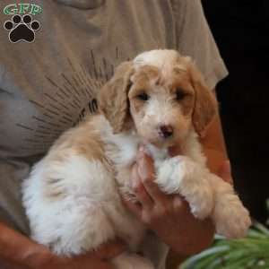Derek, Goldendoodle Puppy