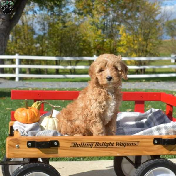 Destiny, Cavapoo Puppy