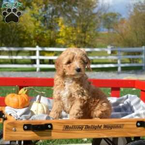 Destiny, Cavapoo Puppy