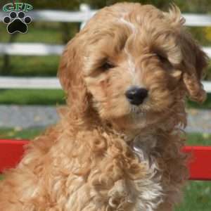 Destiny, Cavapoo Puppy