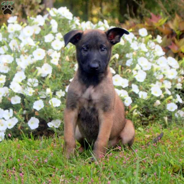 Devan, Belgian Malinois Puppy
