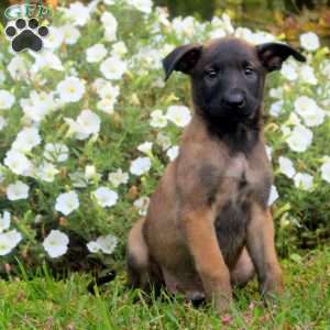 Devan, Belgian Malinois Puppy