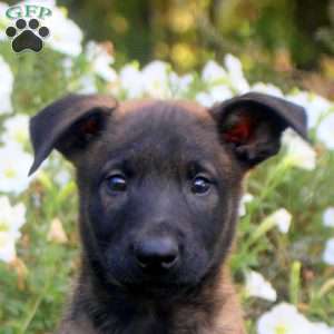Devan, Belgian Malinois Puppy