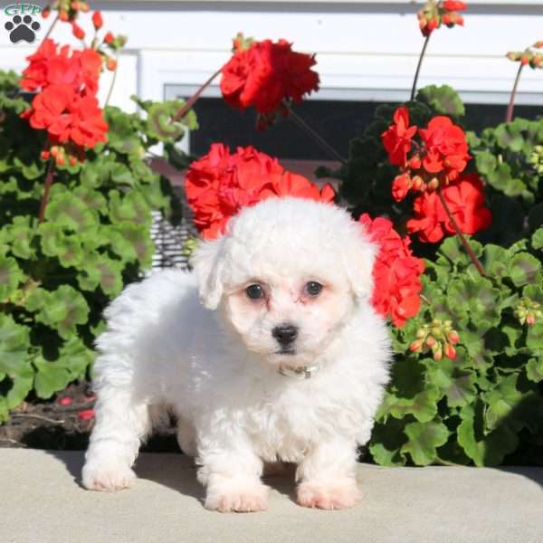 Dexter, Bichon Frise Puppy