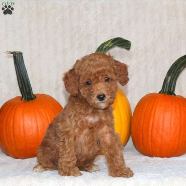 Dexter, Miniature Poodle Puppy