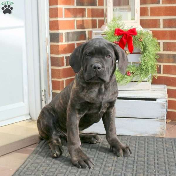 Dexter, Cane Corso Puppy