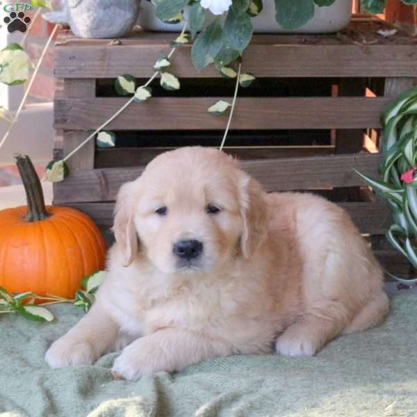 Dexter, Golden Retriever Puppy