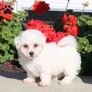 Dexter, Bichon Frise Puppy
