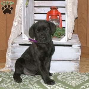 Dexter, Cane Corso Puppy