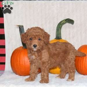 Dexter, Miniature Poodle Puppy