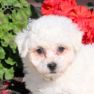 Dexter, Bichon Frise Puppy