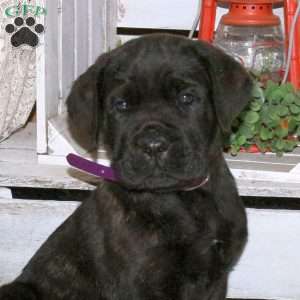Dexter, Cane Corso Puppy
