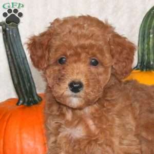 Dexter, Miniature Poodle Puppy