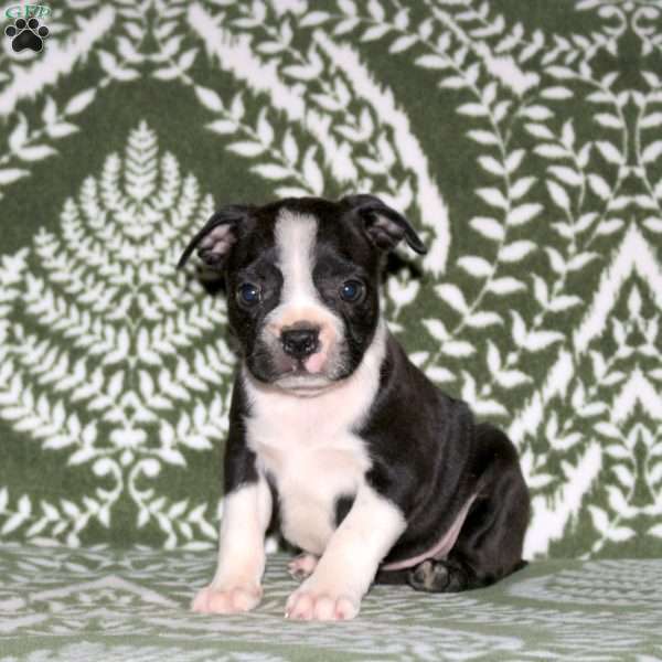 Diesel, Boston Terrier Puppy