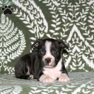 Diesel, Boston Terrier Puppy
