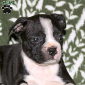 Diesel, Boston Terrier Puppy