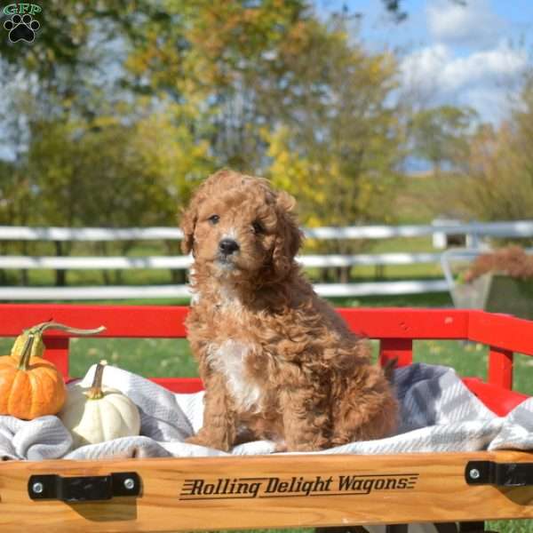 Dill, Cavapoo Puppy