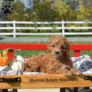 Dill, Cavapoo Puppy