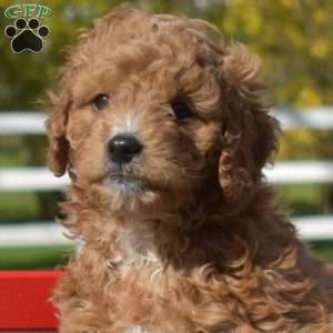 Dill, Cavapoo Puppy
