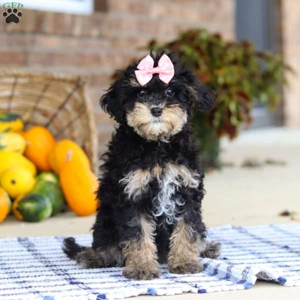 Dina, Cavapoo Puppy