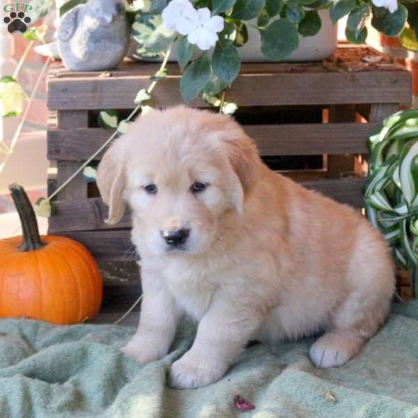 Diva, Golden Retriever Puppy