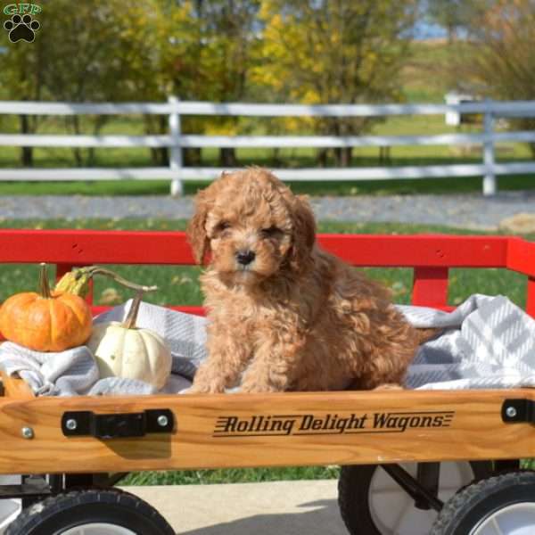 Dixie, Cavapoo Puppy