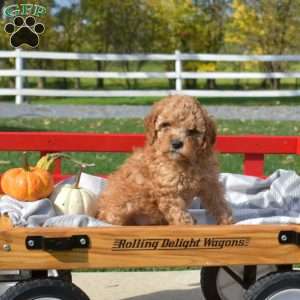 Dixie, Cavapoo Puppy