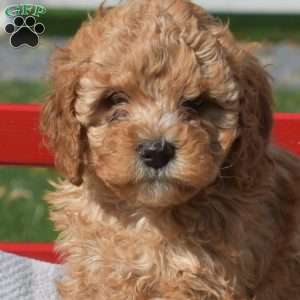 Dixie, Cavapoo Puppy