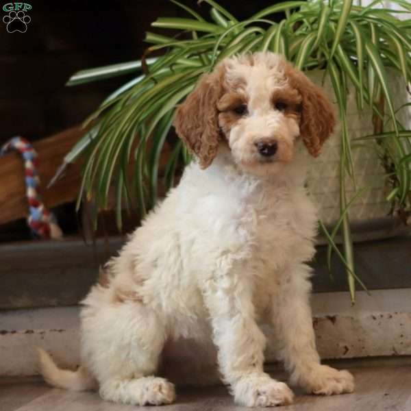 Dixie, Goldendoodle Puppy