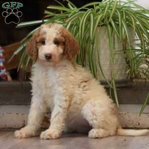 Dixie, Goldendoodle Puppy