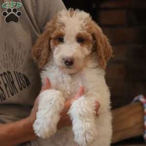 Dixie, Goldendoodle Puppy