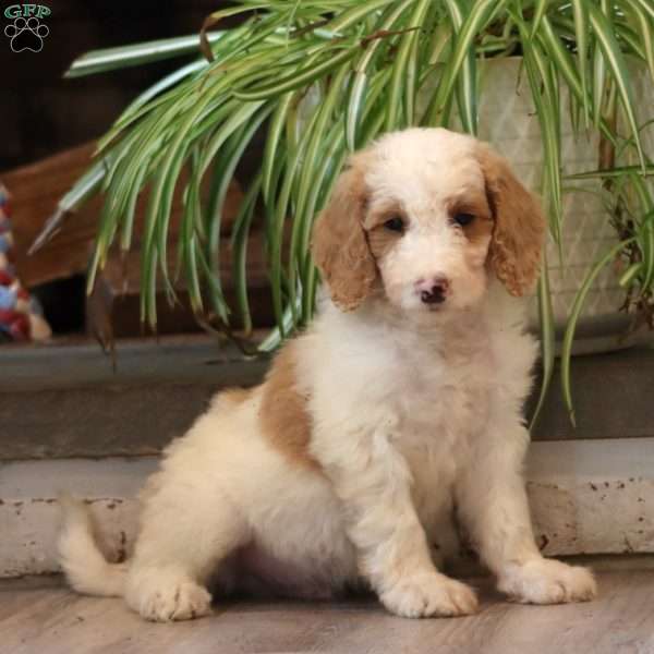 Doc, Goldendoodle Puppy