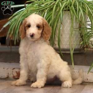 Doc, Goldendoodle Puppy