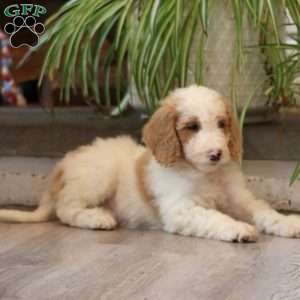 Doc, Goldendoodle Puppy