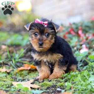 Dolly, Yorkie Puppy