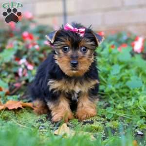 Dolly, Yorkie Puppy