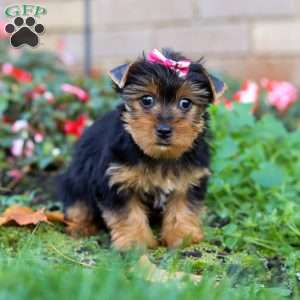 Dolly, Yorkie Puppy