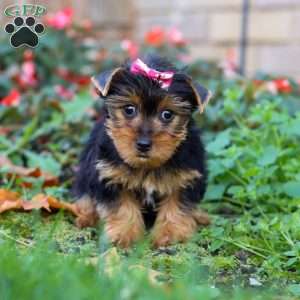 Dolly, Yorkie Puppy